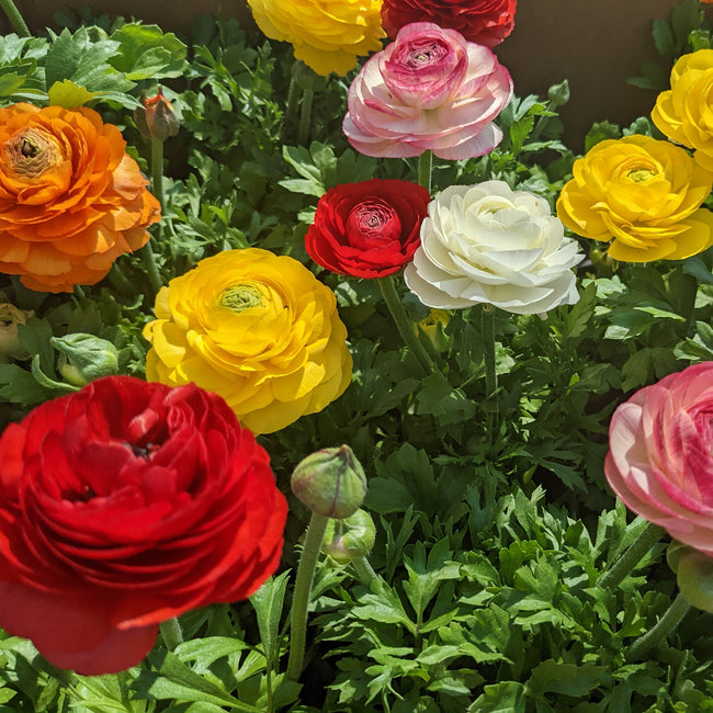 RANUNCULUS MIX-RANUNCULUS