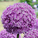 Close-up of Allium 'Gladiator' flower showing dense spherical purple bloom with blurred garden flowers in background