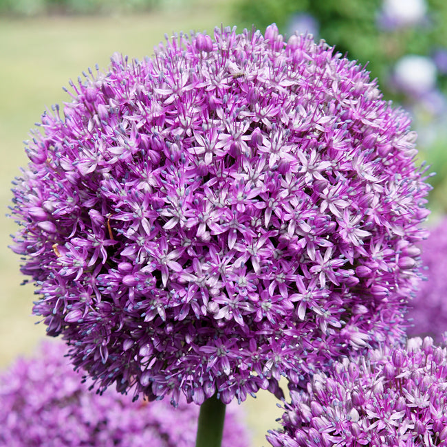 Close-up of Allium 'Gladiator' flower showing dense spherical purple bloom with blurred garden flowers in background