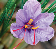 Close-up of saffron crocus flower showcasing lilac‑purple veined petals and three red stigmas with narrow green foliage background