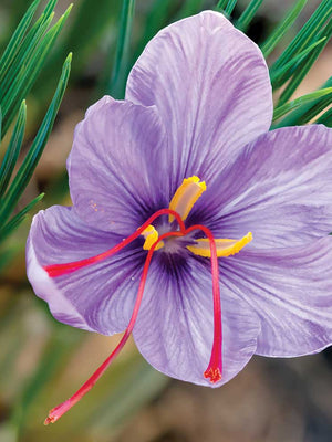 Close-up of saffron crocus flower showcasing lilac‑purple veined petals and three red stigmas with narrow green foliage background