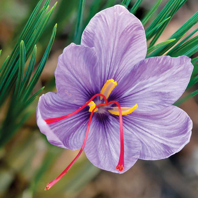 Close-up of saffron crocus flower showcasing lilac‑purple veined petals and three red stigmas with narrow green foliage background
