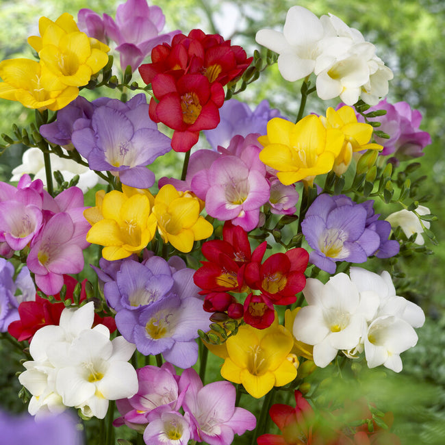 Close-up of mixed single freesia flowers showcasing bright multicolored trumpet-shaped blooms in a tight cluster