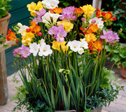 Front view of Mixed Single freesia bulbs showcasing multicolored trumpet-shaped blooms on tall stems in a garden pot