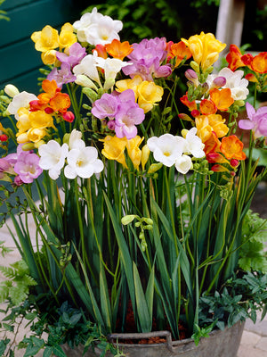 Front view of Mixed Single freesia bulbs showcasing multicolored trumpet-shaped blooms on tall stems in a garden pot