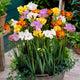 Front view of Mixed Single freesia bulbs showcasing multicolored trumpet-shaped blooms on tall stems in a garden pot