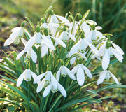 SNOWDROP NIVALIS-NIVALIS