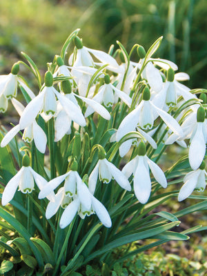 SNOWDROP NIVALIS-NIVALIS
