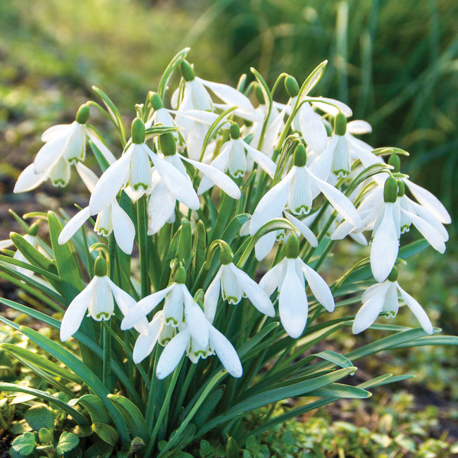 SNOWDROP NIVALIS-NIVALIS