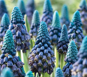 PARADOXUM-MUSCARI