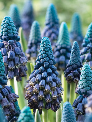 PARADOXUM-MUSCARI