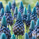 PARADOXUM-MUSCARI