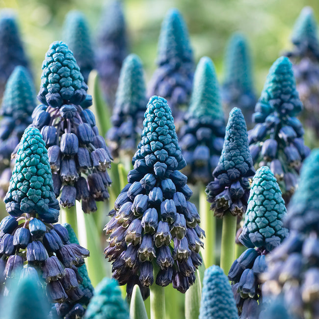 PARADOXUM-MUSCARI