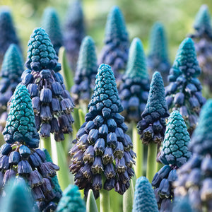 PARADOXUM-MUSCARI