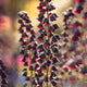 Close-up of Persica Persian lily stalk showcasing dark maroon bell-shaped flowers with blurred sunlit background