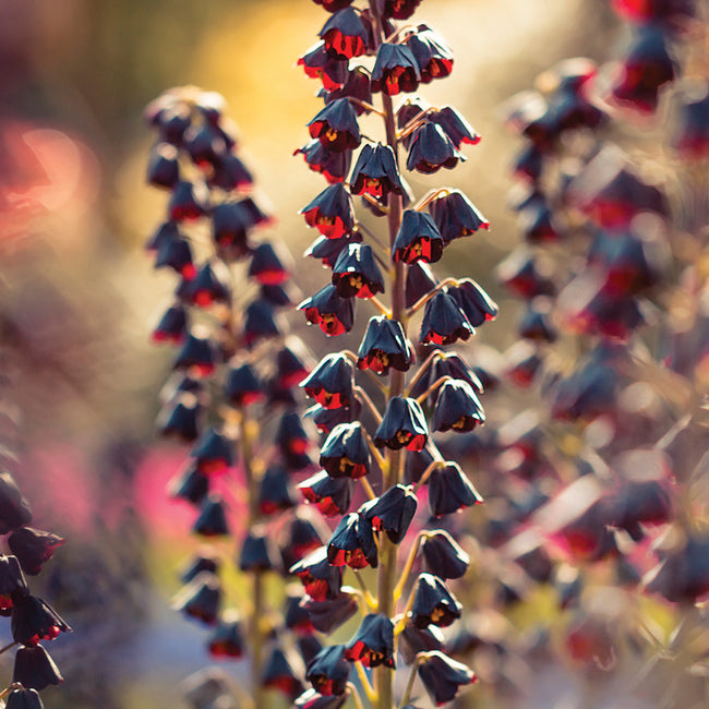 Close-up of Persica Persian lily stalk showcasing dark maroon bell-shaped flowers with blurred sunlit background