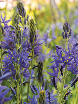 CAMAS-CAMAS