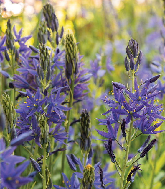Close-up of Camas (Camassia quamash) showing electric blue star-shaped flowers with yellow anthers on green stems
