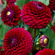 Close-up of vibrant red and purple babette dahlias with green leaves.