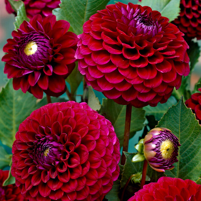 Close-up of vibrant red and purple babette dahlias with green leaves.