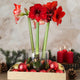 Front view of Shiny Wax Amaryllis with red blooms in copper-coated bulbs on metal stands arranged in a decorative box