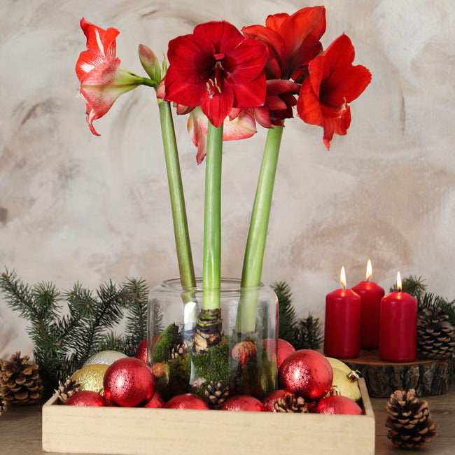 Front view of Shiny Wax Amaryllis with red blooms in copper-coated bulbs on metal stands arranged in a decorative box