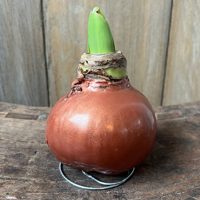 Front view of Shiny Wax Amaryllis copper bulb showcasing metallic copper wax coating with metal display stand on wooden surface