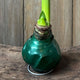Front view of Shiny Wax Amaryllis bulb showing green metallic wax coating on metal stand