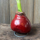 Close-up of Shiny Wax Amaryllis red bulb showing wax coating and green shoot on a small metal stand against a wood surface