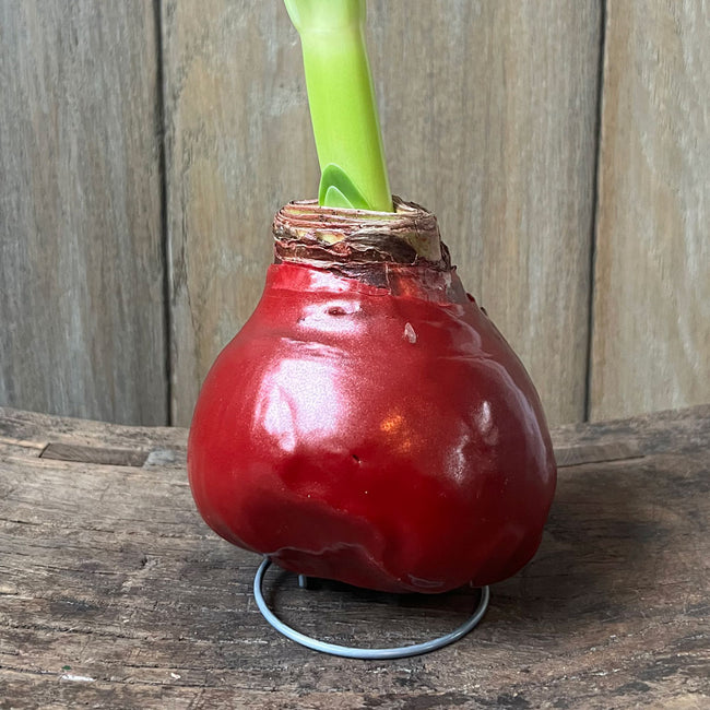 Close-up of Shiny Wax Amaryllis red bulb showing wax coating and green shoot on a small metal stand against a wood surface