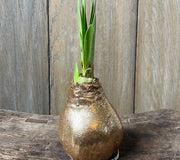Front view of Glitter Wax amaryllis bulb with gold wax coating, green shoots, and metal stand on wooden surface