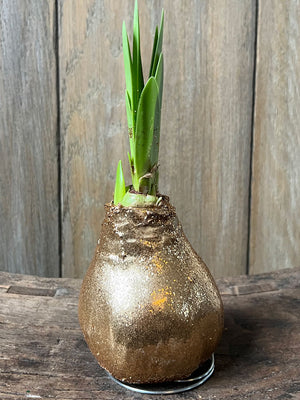 Front view of Glitter Wax amaryllis bulb with gold wax coating, green shoots, and metal stand on wooden surface