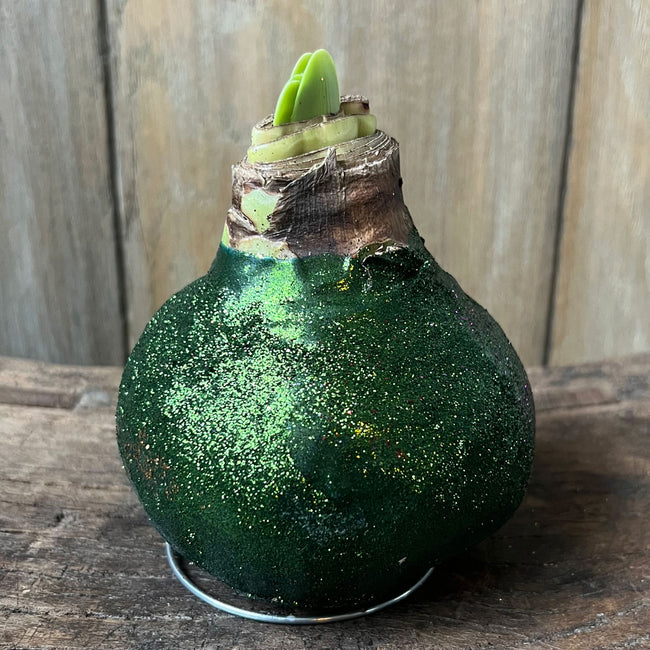 Front view of Glitter Wax Amaryllis bulb showcasing green glitter wax coating on a wooden surface