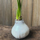 Front view of white glitter-wax amaryllis bulb with green shoot on white background