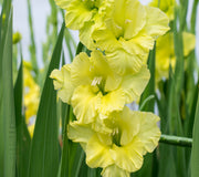 Close-up of bright yellow gladiolus flowers with green leaves. The plant is called the green star gladiola