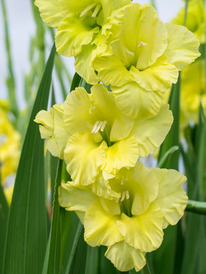 Close-up of bright yellow gladiolus flowers with green leaves. The plant is called the green star gladiola