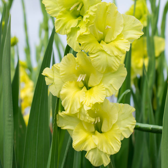 Close-up of bright yellow gladiolus flowers with green leaves. The plant is called the green star gladiola