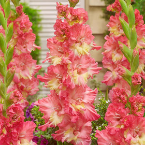 Pink gladiolus mango muse flowers with a blurred background