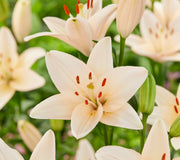 Close-up of a cream-colored coral county lily flower with red stamens surrounded by green leaves.