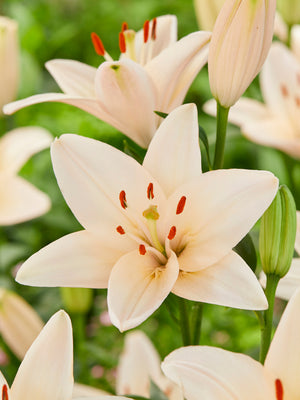 Close-up of a cream-colored coral county lily flower with red stamens surrounded by green leaves.