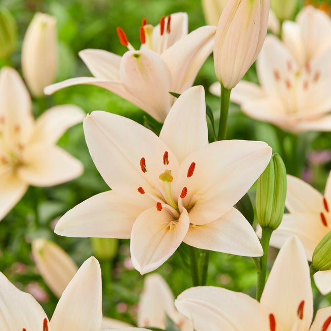 Close-up of a cream-colored coral county lily flower with red stamens surrounded by green leaves.