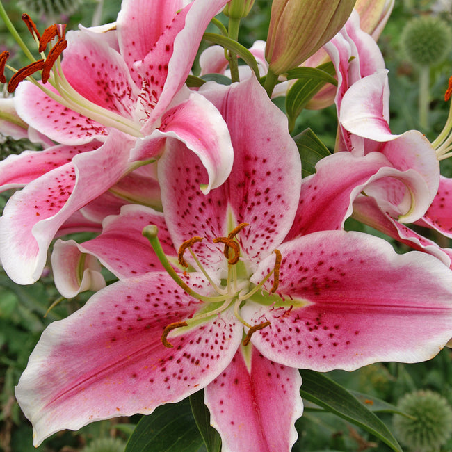 Close-up of pink star gazer lilies with green leaves in the background