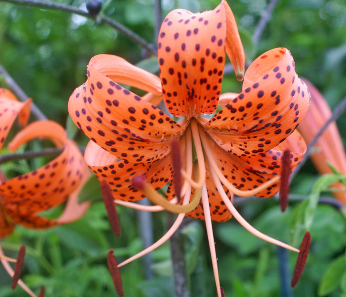 Close-up of a splendens orange tiger lily with dark spots against a green background