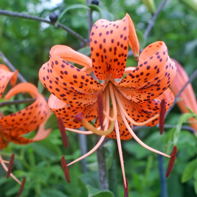 Close-up of a splendens orange tiger lily with dark spots against a green background
