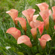 Bouquet of peach pearl calla lilies with green leaves on a blurred green background