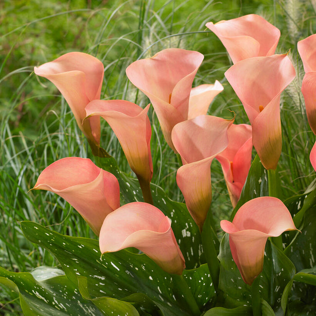 Bouquet of peach pearl calla lilies with green leaves on a blurred green background