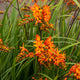 Close-up of Fire Starter Crocosmia showing bicolor orange flowers with yellow bases and green sword-like leaves