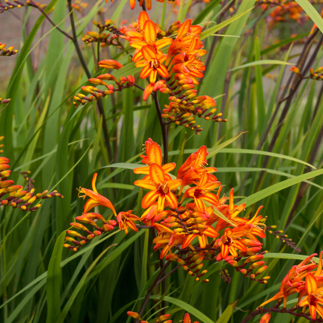 Close-up of Fire Starter Crocosmia showing bicolor orange flowers with yellow bases and green sword-like leaves