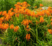 Orange Firestarter crocosmia flowers with green leaves in a natural setting