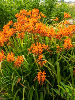 Orange Firestarter crocosmia flowers with green leaves in a natural setting